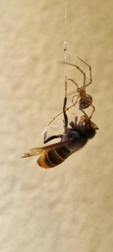 Araignée domestique piégeant un frelon à pattes jaunes 