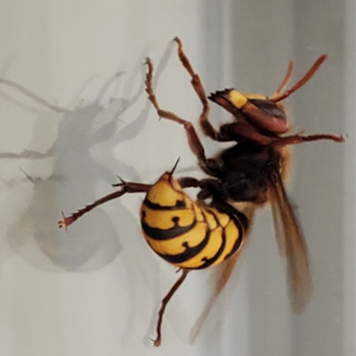 Frelon à pattes jaune 