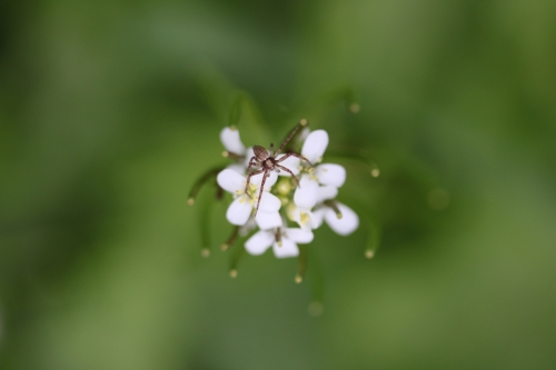 Gardienne des pétales