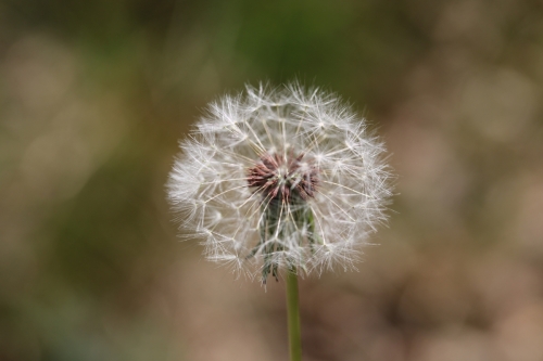 Graines du vent